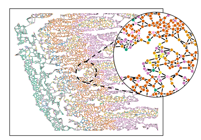 Graph of cell types in spatial transcriptomics tissue data